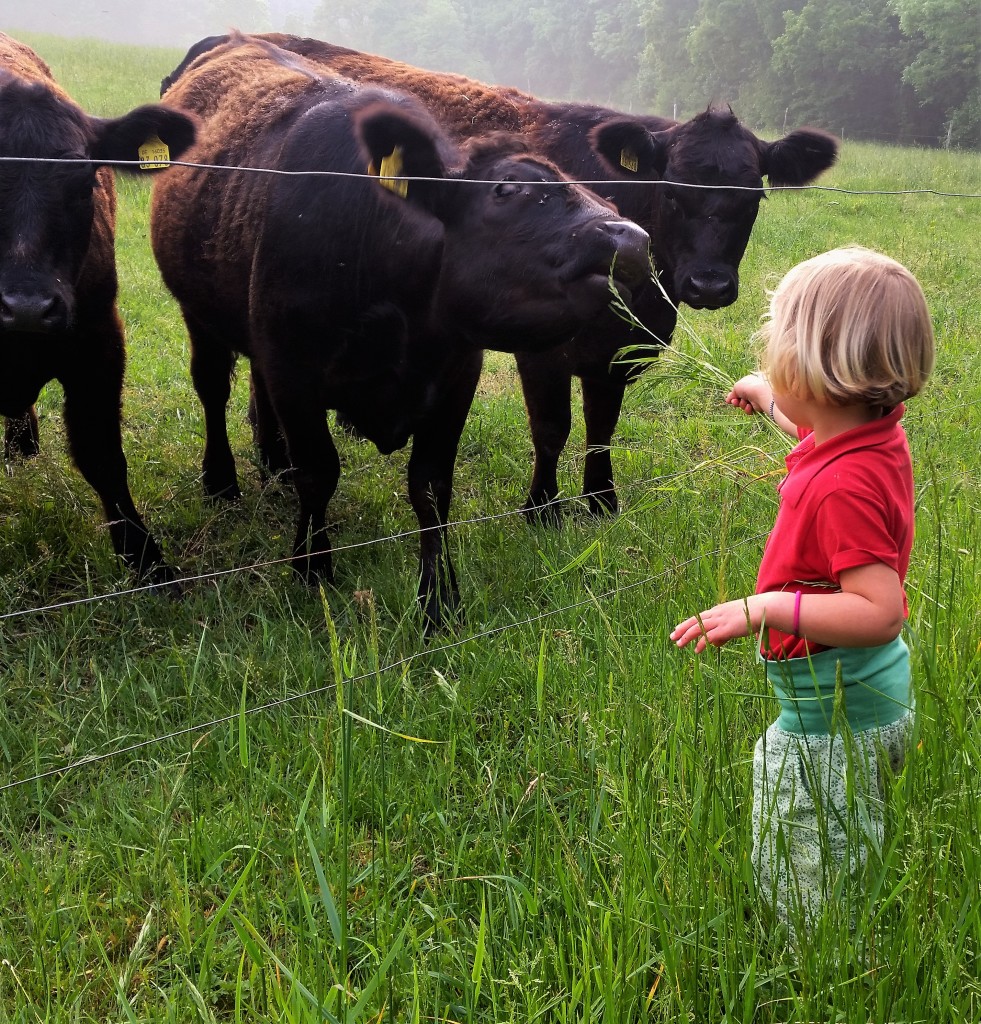 Bio Rinder-Bio-Organic-Wochenende-Landluft-Rohda-Thüringen-Familie-reisen mit Kind