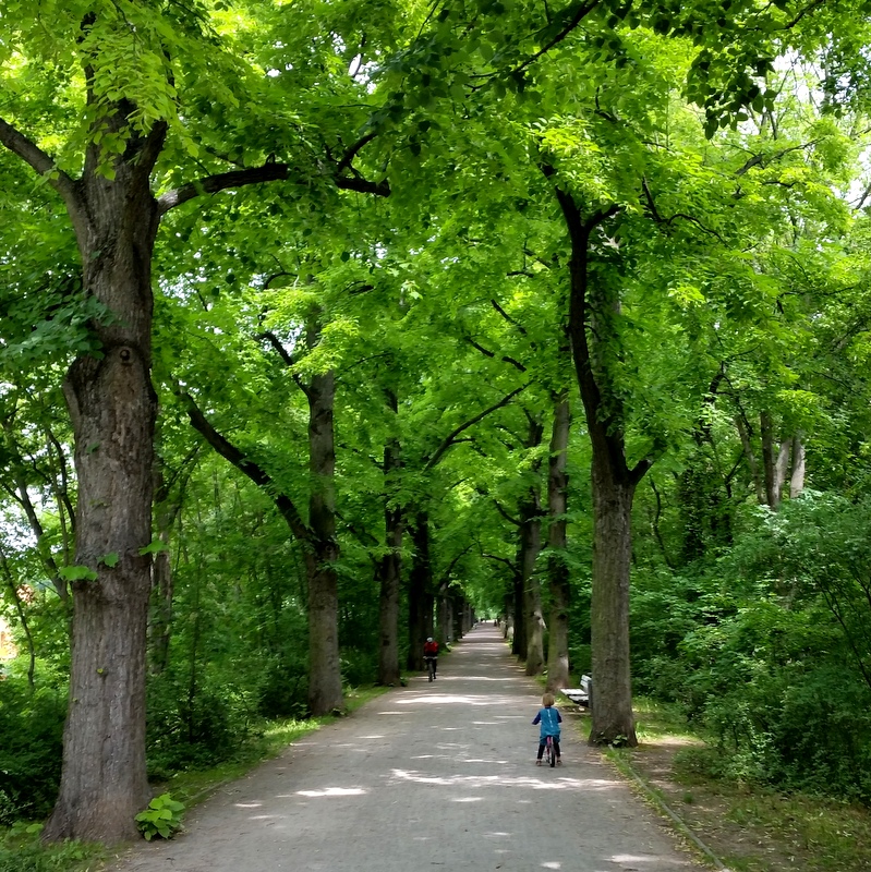 Luisenpark- grün- alte Bäume- Kindheit- Laufrad fahren-Allee-Erfurt-Thüringen